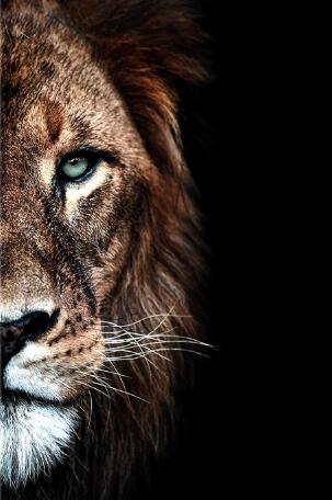 DIY frame and canvas lion 120*180cm