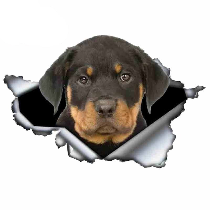 Autocollant pour voiture Rottweiler