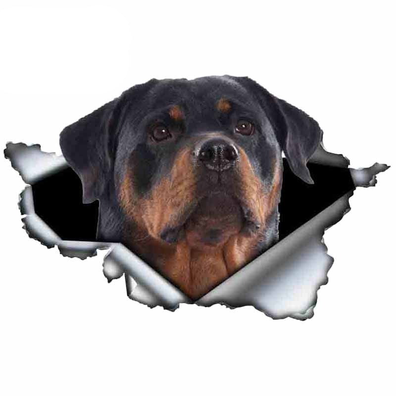 Autocollant pour voiture Rottweiler