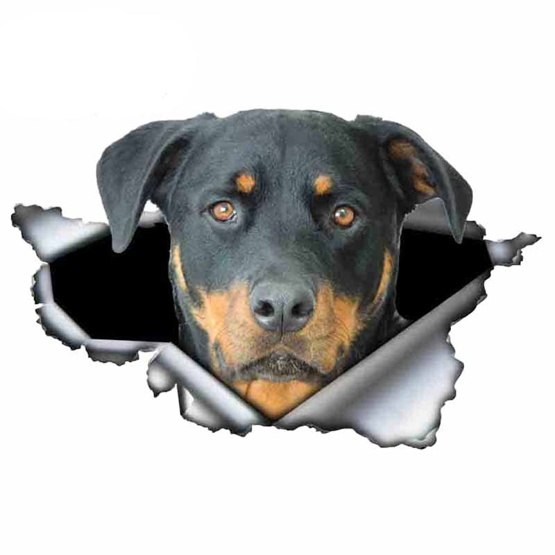 Autocollant pour voiture Rottweiler