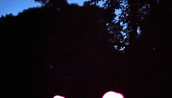 Flamenco LED de neón con energía solar