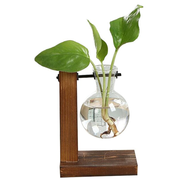 Terrarium Hydroponique